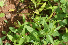Catharanthus pusillus